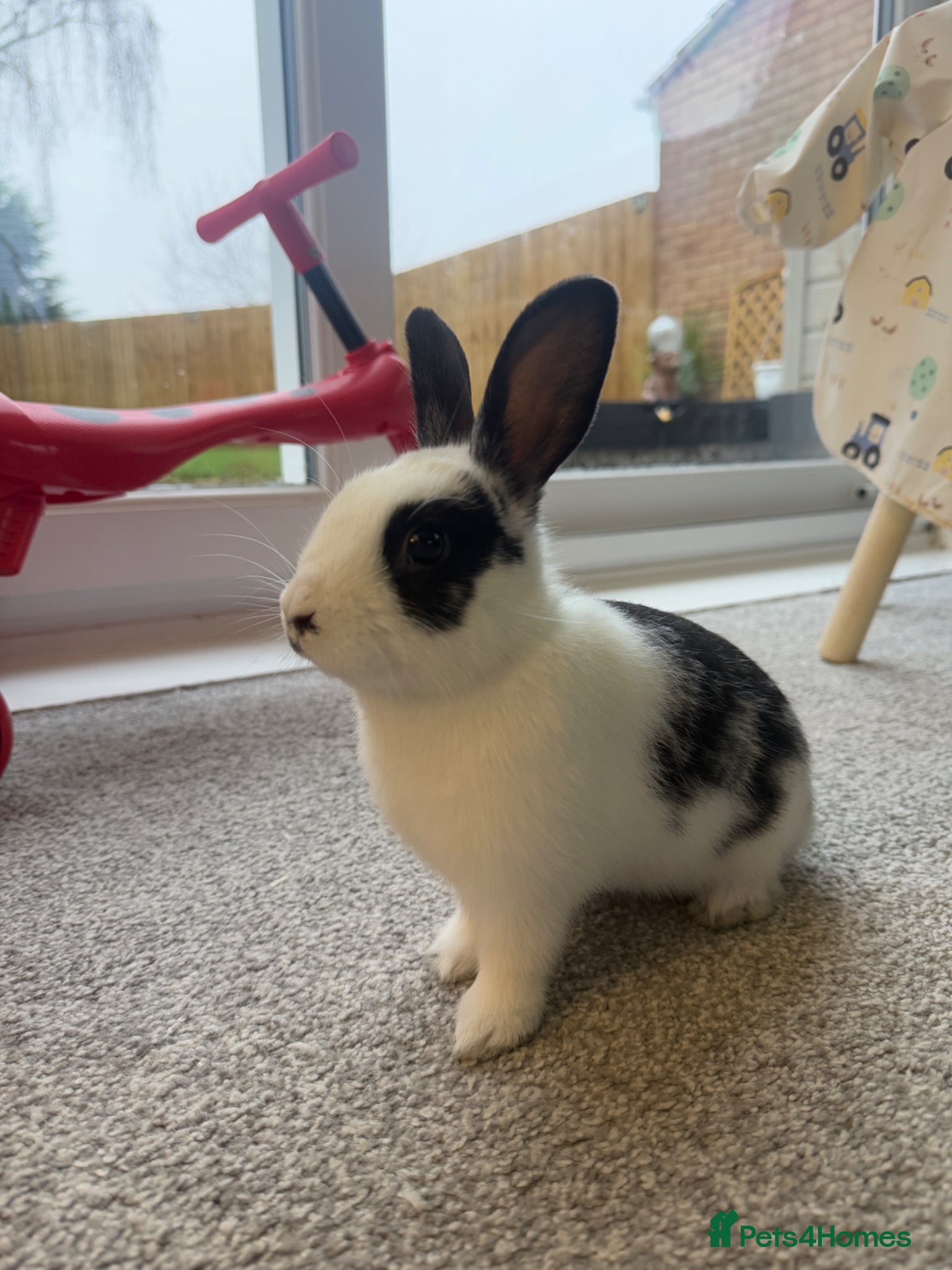 Mixed Breed rabbits Female bunny 7 months old - Advert 1