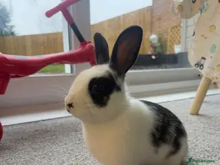 Mixed Breed rabbits Female bunny 7 months old - Advert 1