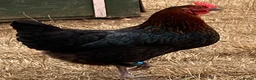Chickens poultry for sale: Beautiful hybrid hens POL - Advert 12