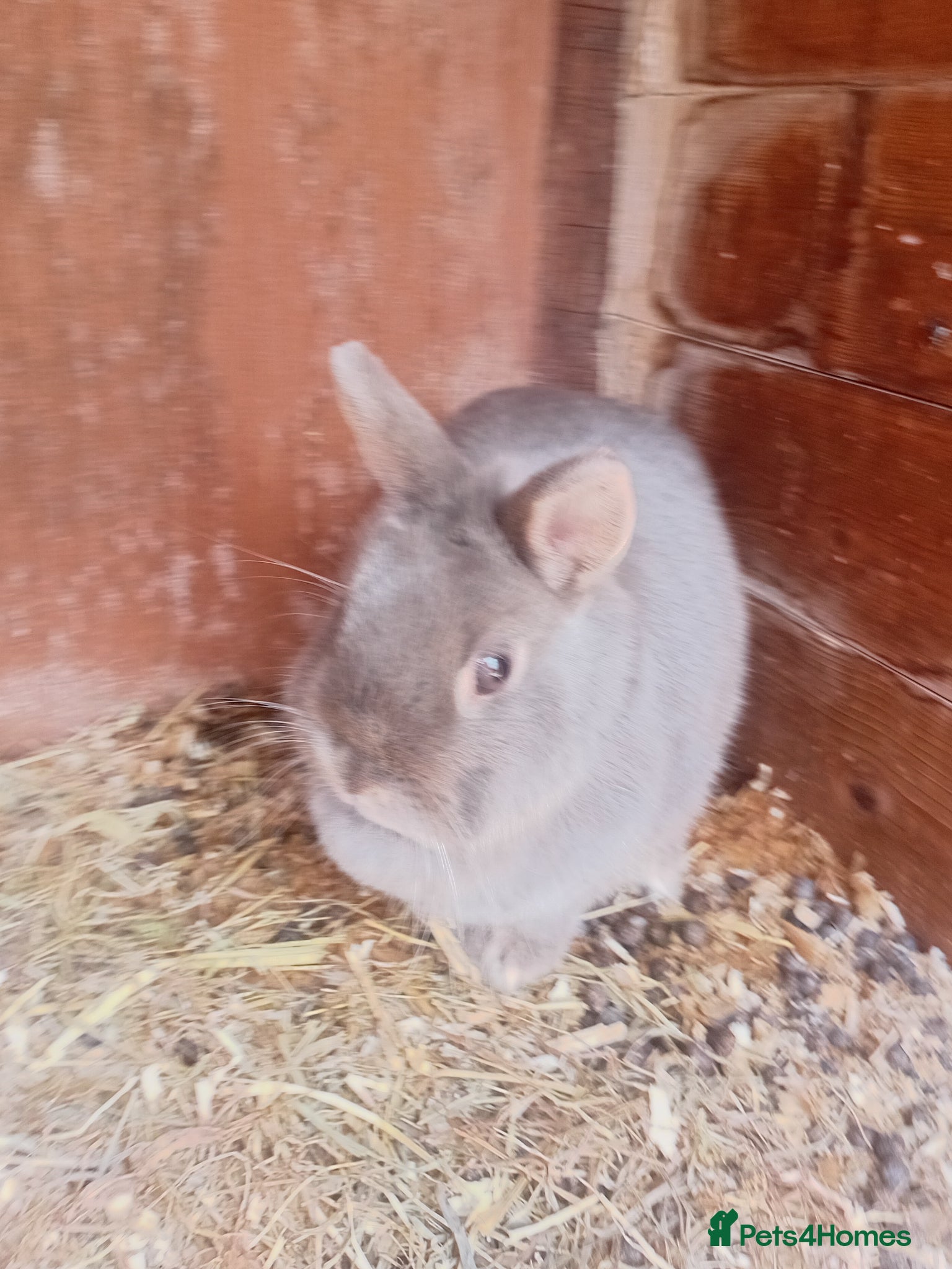 Netherland Dwarf rabbits Netherland dwarf  - Advert 2