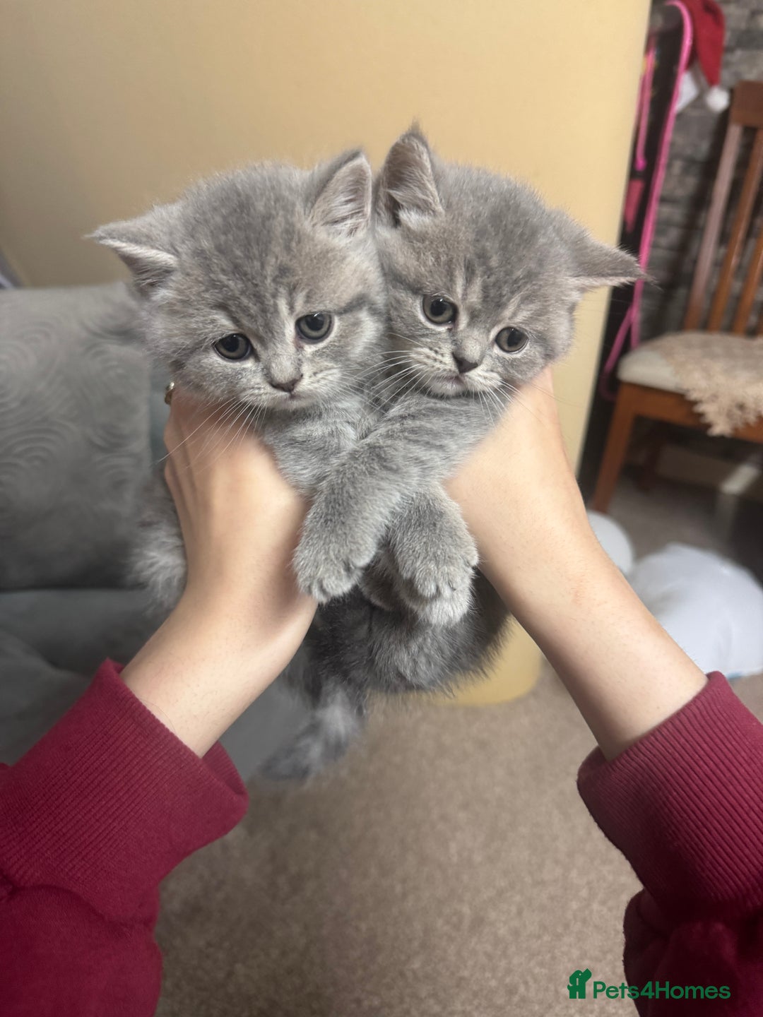 British Shorthair cats for sale: 5 British shorthair kittens  - Advert 8