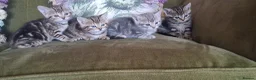 Bengal cats for sale: Beautiful part Bengal kittens - Advert 2