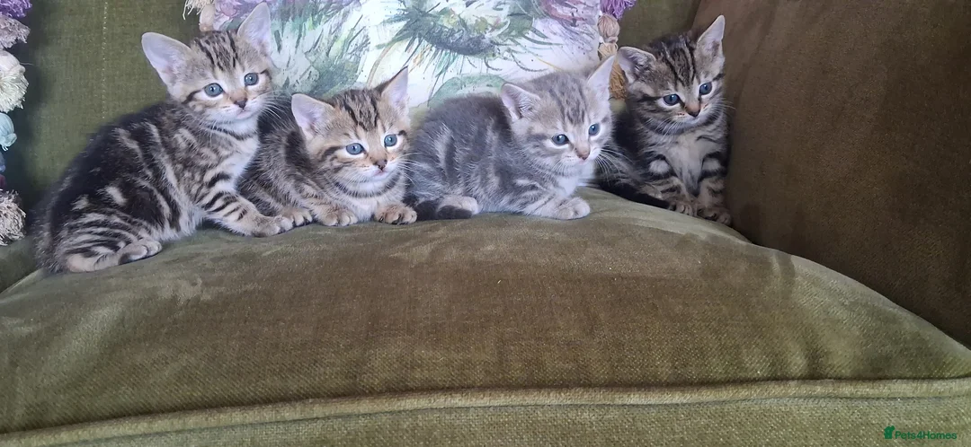 Bengal cats for sale: Beautiful part Bengal kittens - Advert 2