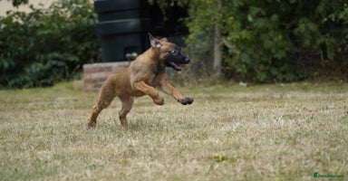 Belgian Shepherd Dog dogs - Advert 4