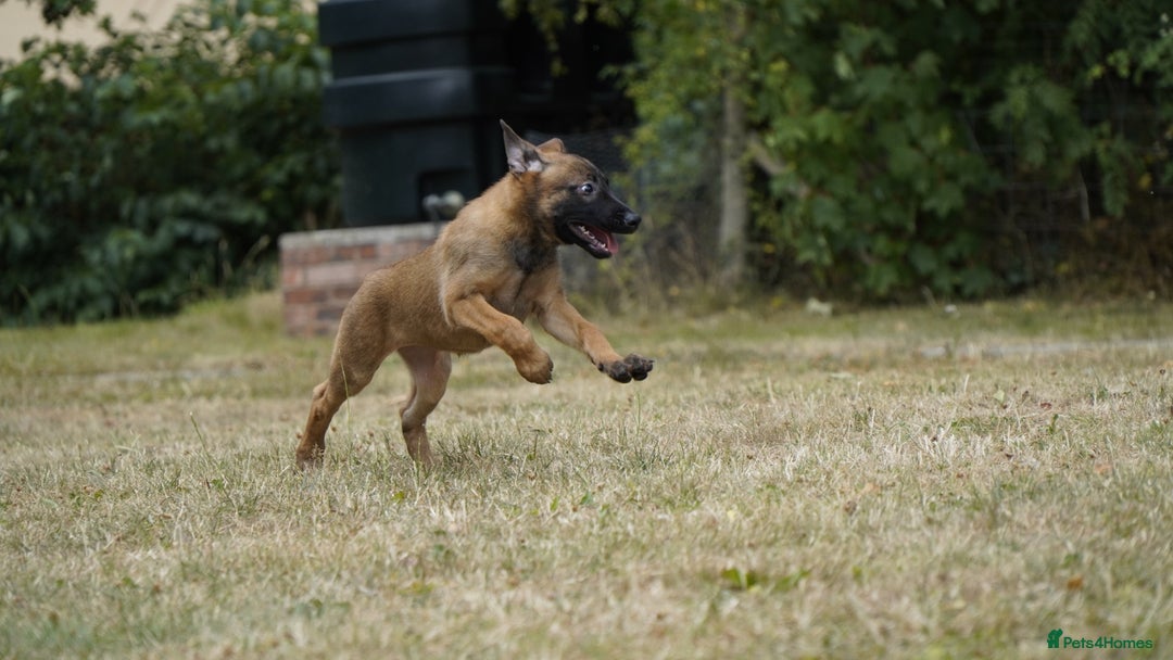 Belgian Shepherd Dog dogs for sale: KC registered Belgian Malinois – Stable,Balanced🐾 - Image 20
