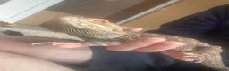 Mixed Breed reptiles for sale: UPDATED Multiple reptiles needing new homes - Advert 7
