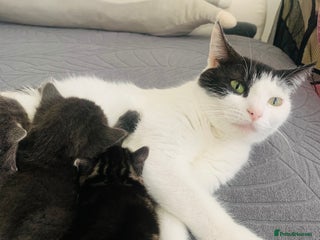 Domestic Shorthair cats for sale: 5 gorgeous kittens 🐈⬛ - Advert 1