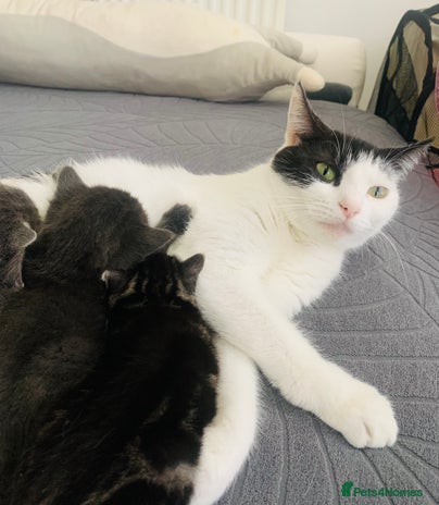 Domestic Shorthair cats 5 gorgeous kittens 🐈⬛ - Advert 1