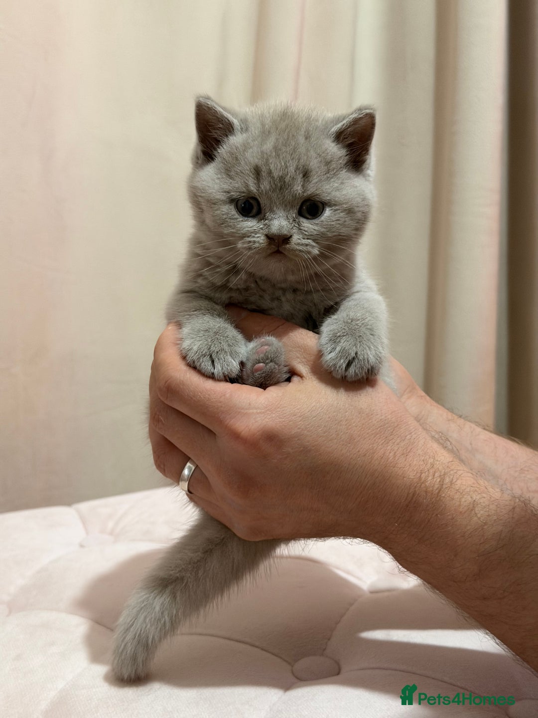 Scottish Fold cats for sale: Scottish Fold/ Straight kitties  - Advert 11