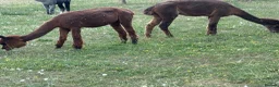 Alpaca livestock for sale: Group of Alpaca for sale - Advert 5