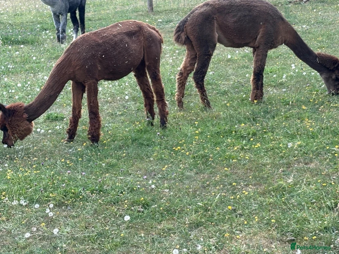 Alpaca livestock for sale: Group of Alpaca for sale - Advert 5