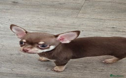 Chihuahua dogs for sale: 2 male Chihuahuas back for sale reduced to 995  in Huntingdon - Image 10