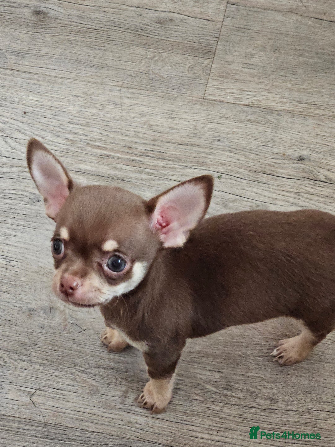 Chihuahua dogs for sale: 2 male Chihuahuas back for sale reduced to 995  in Huntingdon - Image 10