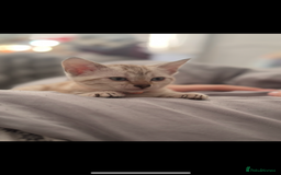 Bengal cats for sale: Pure Bengal snow lynx marble - Advert 5