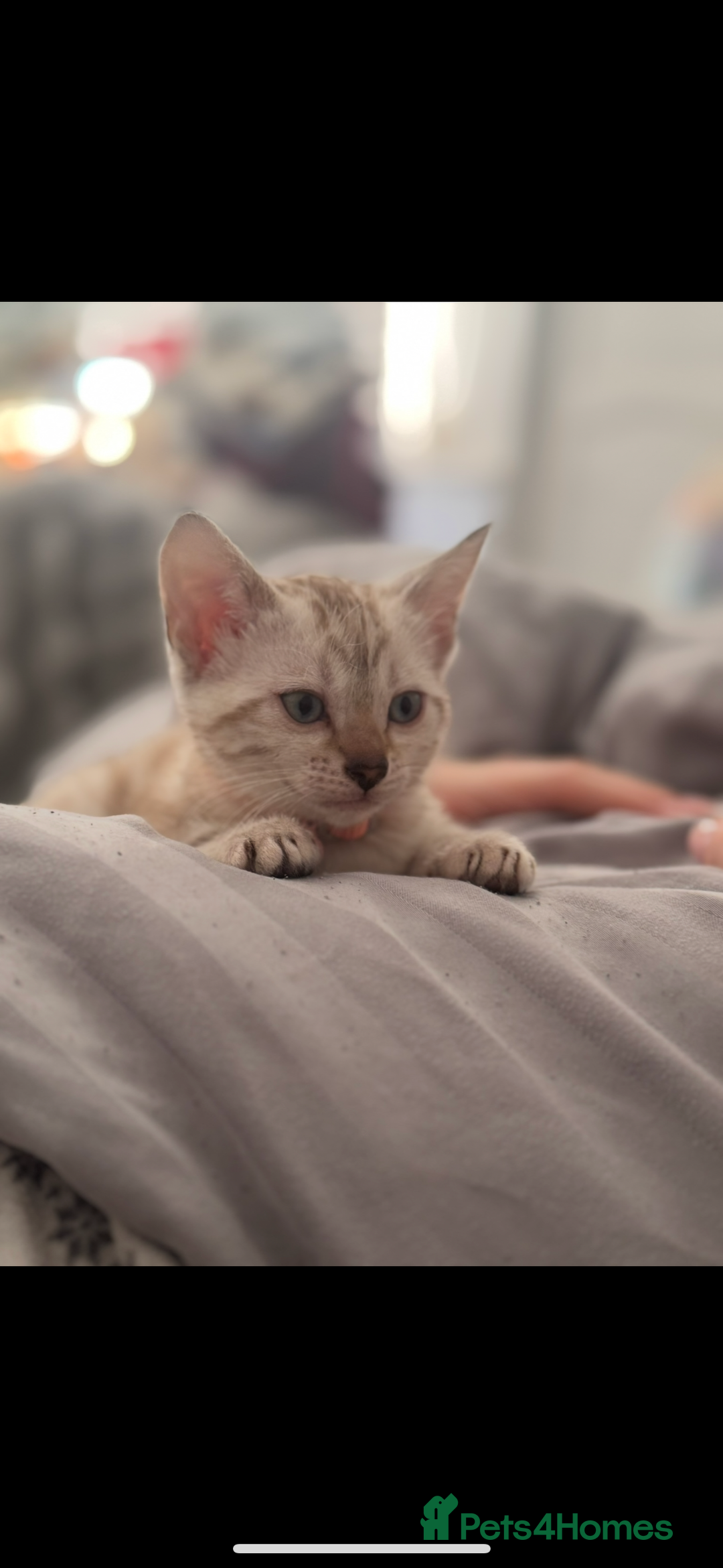 Bengal cats for sale: Pure Bengal snow lynx marble - Advert 5