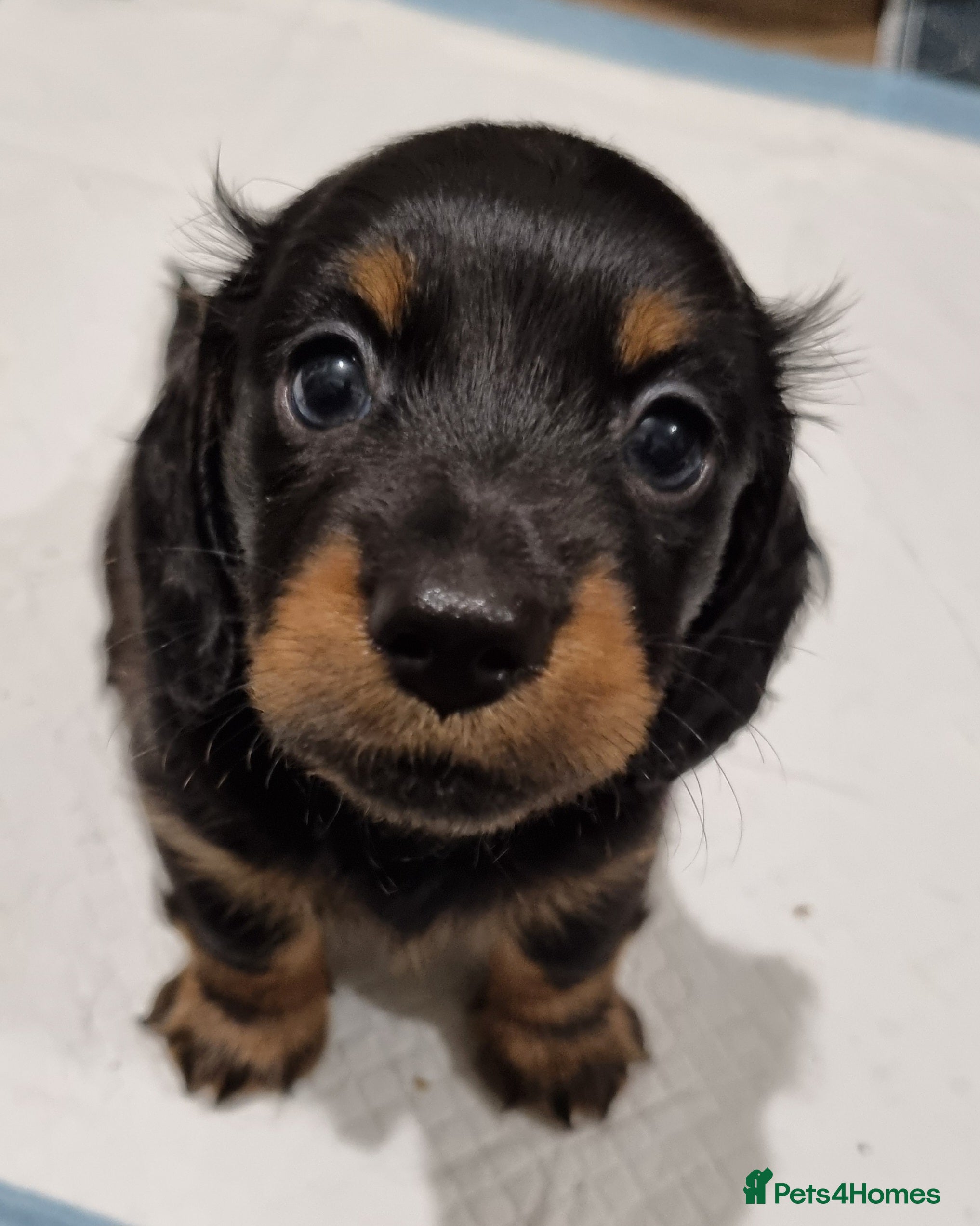 Miniature Dachshund dogs 🐾💙KC Long Haired Little Boy 💙🐾  - Advert 3