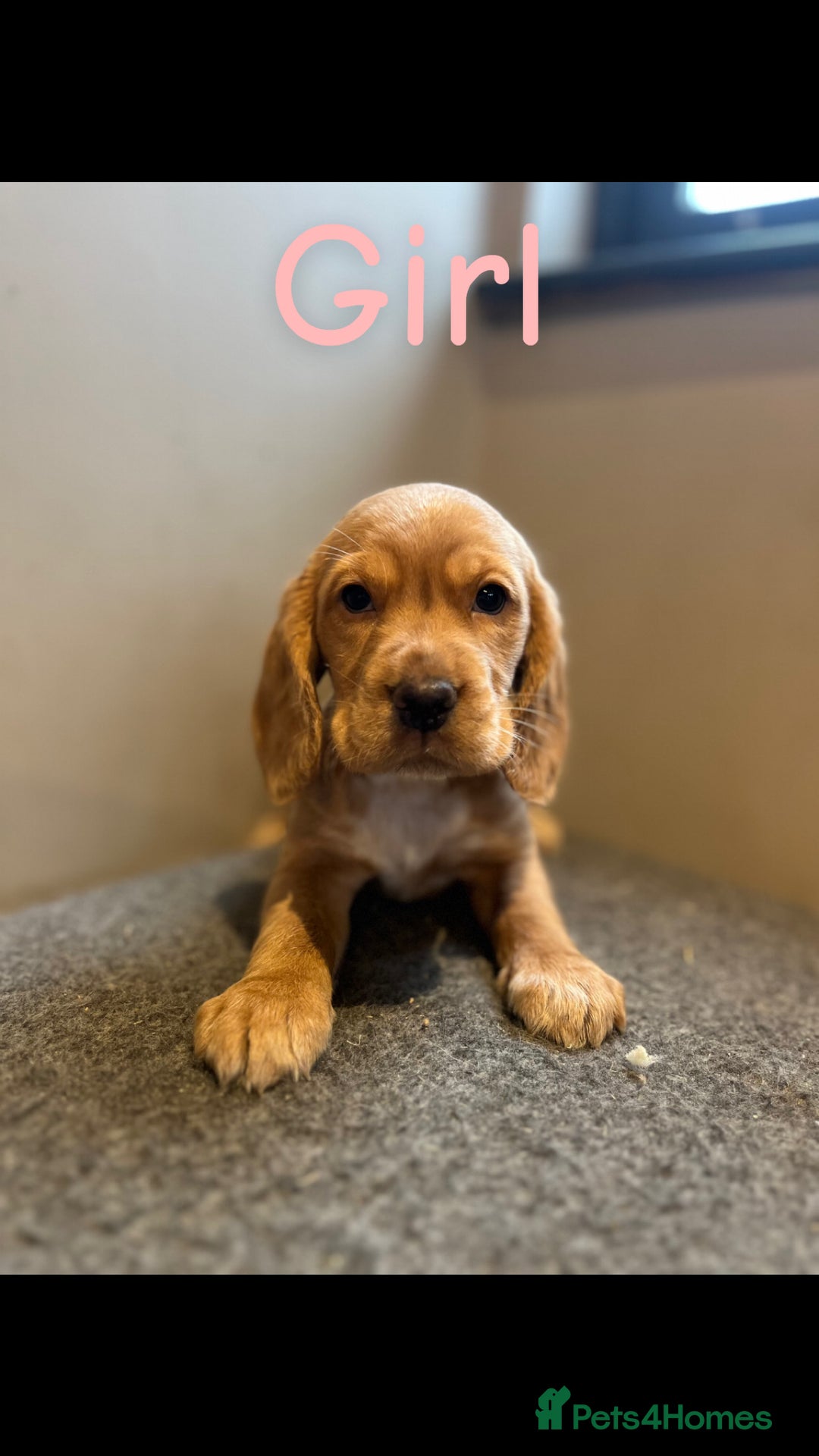 Bocker dogs for sale: Bocker puppies (beagle x cocker)  - Image 7