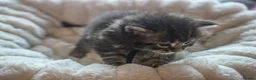 Maine Coon cats for sale: Gorgeous Mainecoon kittens ready 10th June  - Advert 9