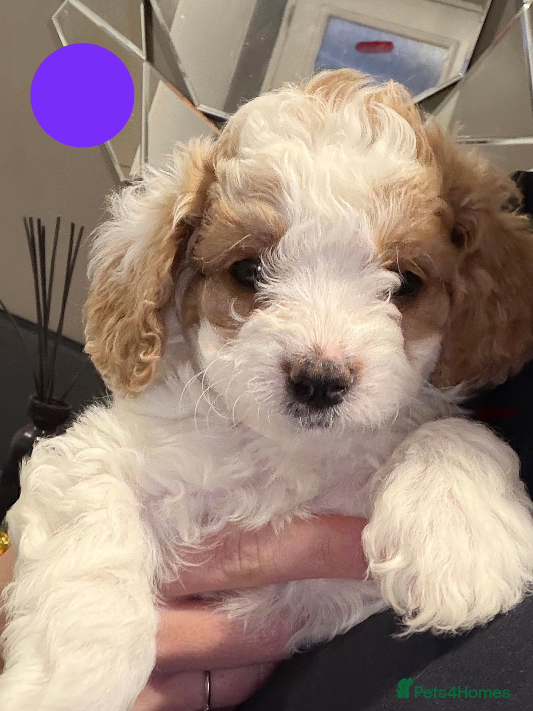 Cavapoo dogs for sale: Stunning Cavapoochon’s for sale (2 left) - Advert 10