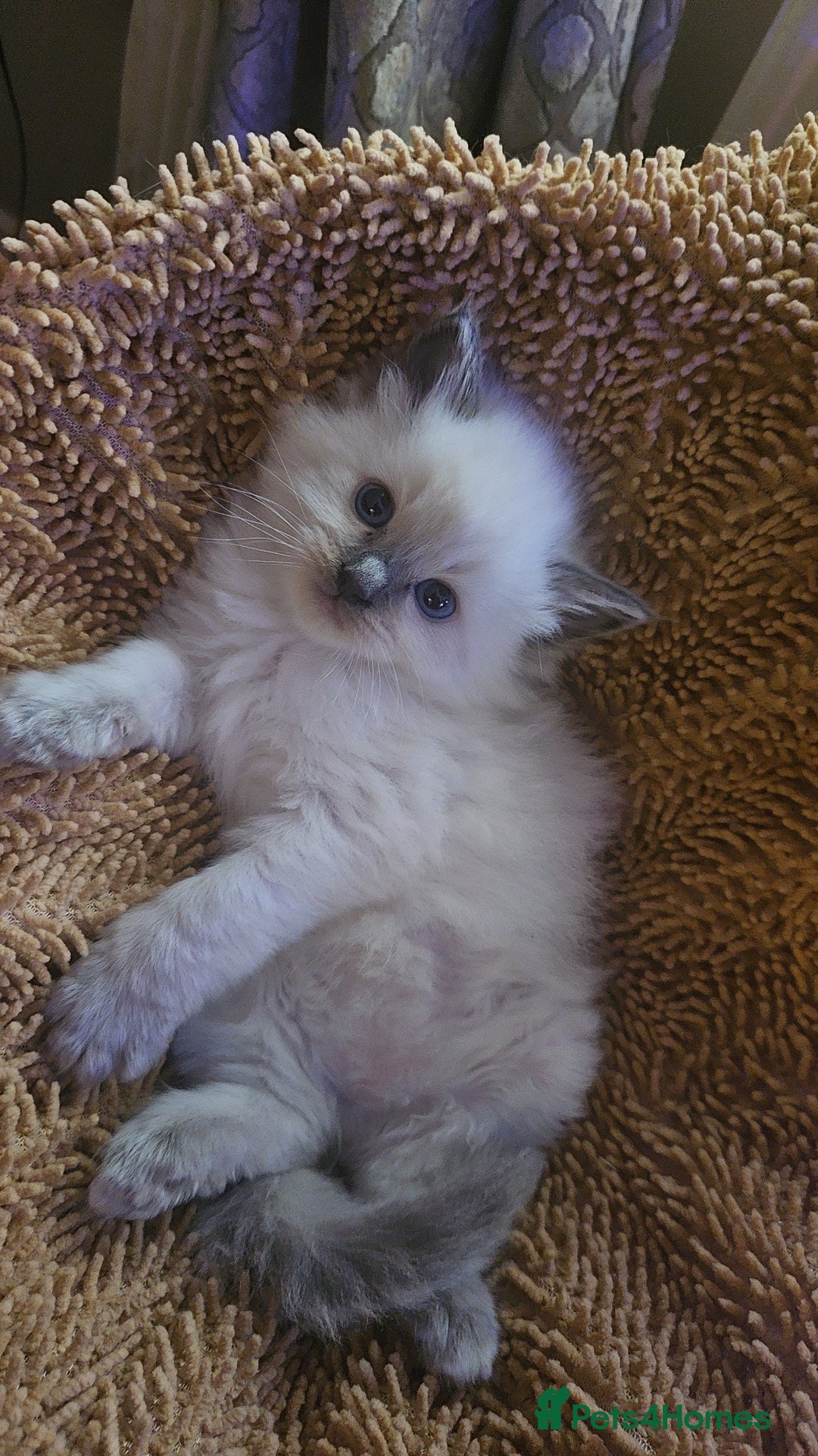 Ragdoll cats for sale: Ragdoll kittens for sale 💞 - Advert 1