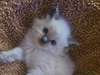 Ragdoll cats Ragdoll kittens for sale 💞 - Advert 16
