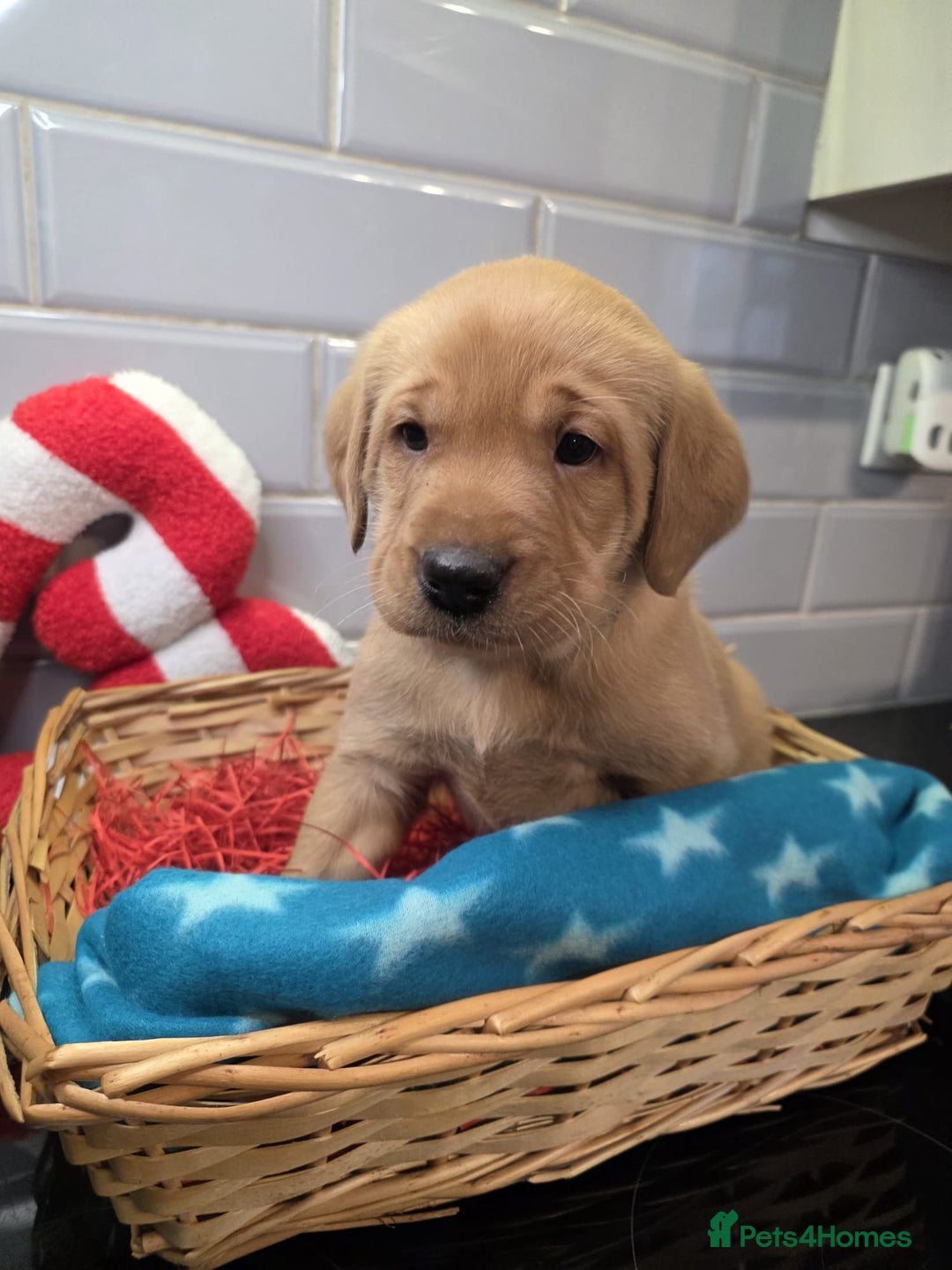 Labrador Retriever dogs for sale: STUNNING RED FOX LABS AVAILABLE 9TH JAN - Advert 6