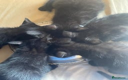 Mixed Breed cats for sale: 5 playful short haired black kittens - Image 7