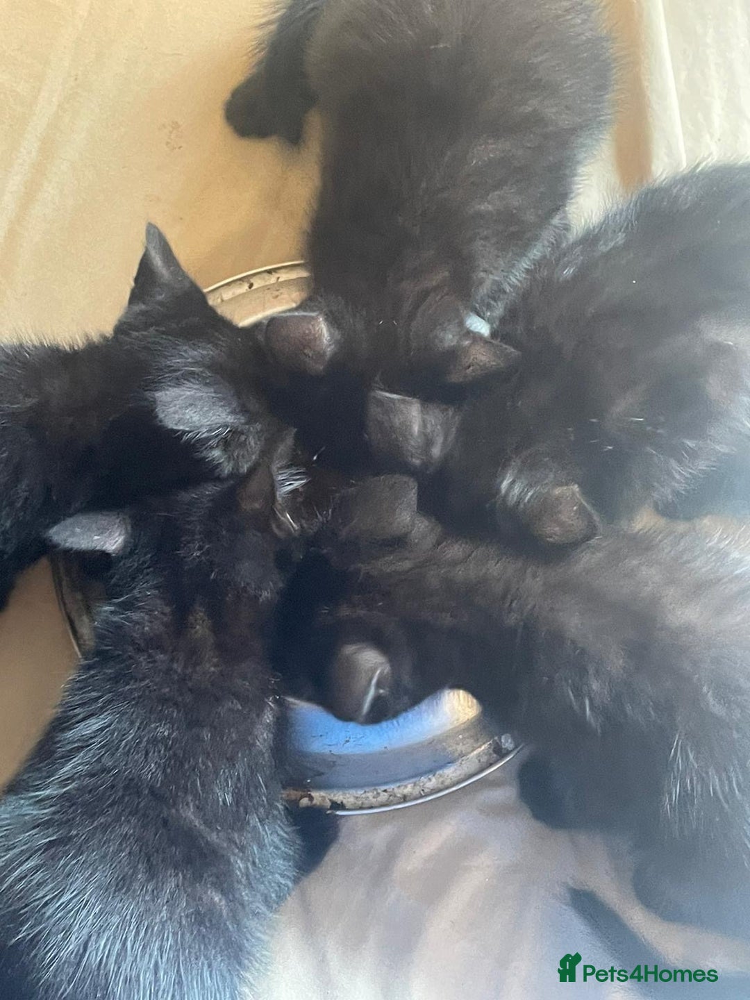 Mixed Breed cats for sale: 5 playful short haired black kittens - Image 7