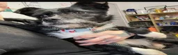 Mixed Breed dogs for adoption: Meet Ray, currently residing in Cheshire  in Crewe - Advert 5