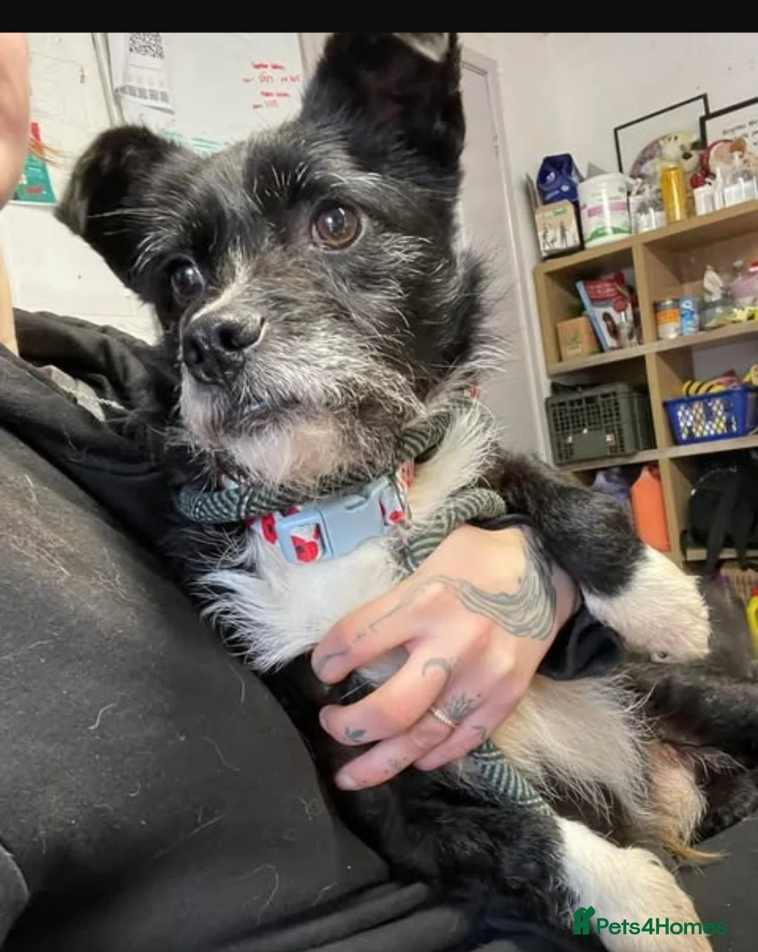 Mixed Breed dogs for adoption: Meet Ray, currently residing in Cheshire  in Crewe - Advert 5