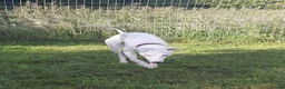 Lurcher dogs for sale: Absolutely stunning, deaf young lurcher in Barnsley - Advert 5