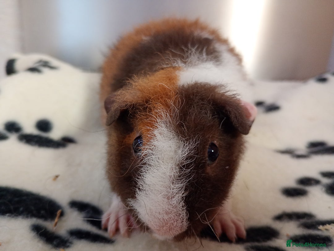 Guinea Pig rodents for sale: Teddy babies  - Image 9