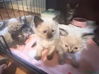 Mixed Breed cats Ragdoll x Maine coon - Advert 1