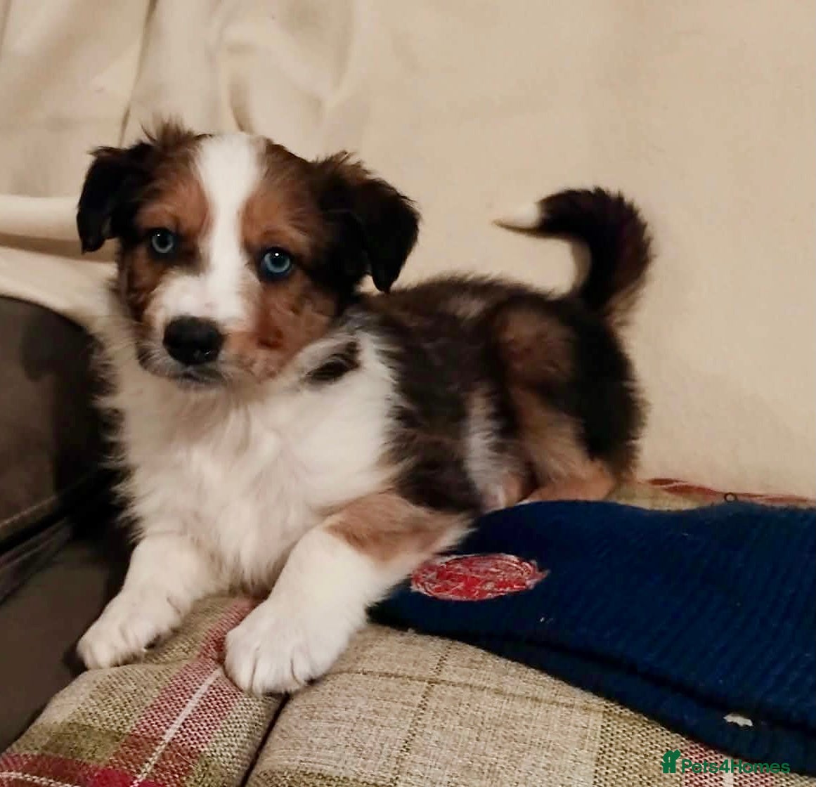 Welsh Collie dogs Pure red merle Welsh sheepdog pups - Advert 18