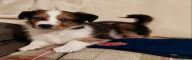 Welsh Collie Puppy 1