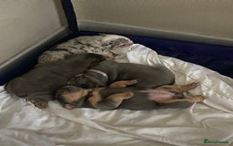English Bulldog dogs for sale: New English bull dogs  - Image 1