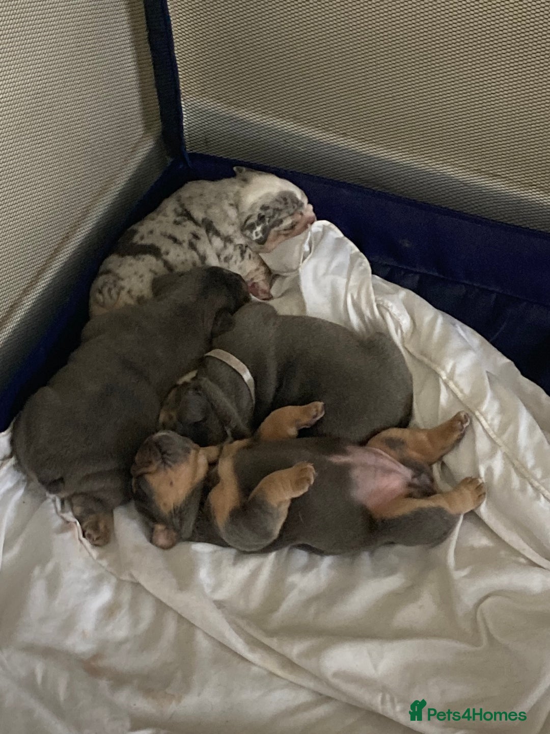 English Bulldog dogs for sale: New English bull dogs  - Image 1