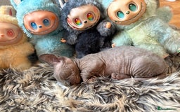 Sphynx cats for sale: 🖤 Sphynx Kittens for Sale – Ready August 🐾 - Image 25