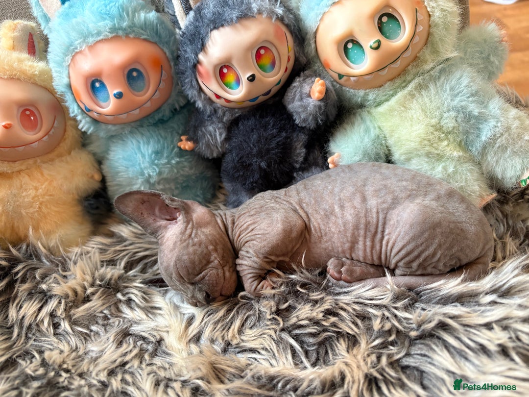 Sphynx cats for sale: 🖤 Sphynx Kittens for Sale – Ready August 🐾 - Image 25