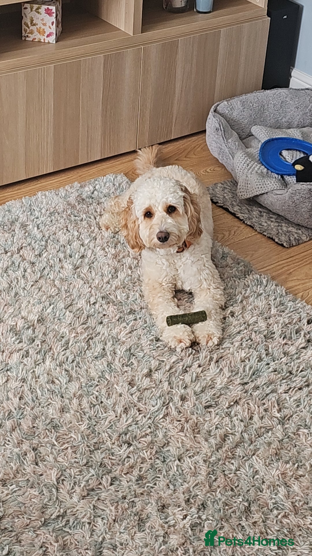 Cockapoo dogs for stud: Male cockapoo for stud 'Woody' - Image 2