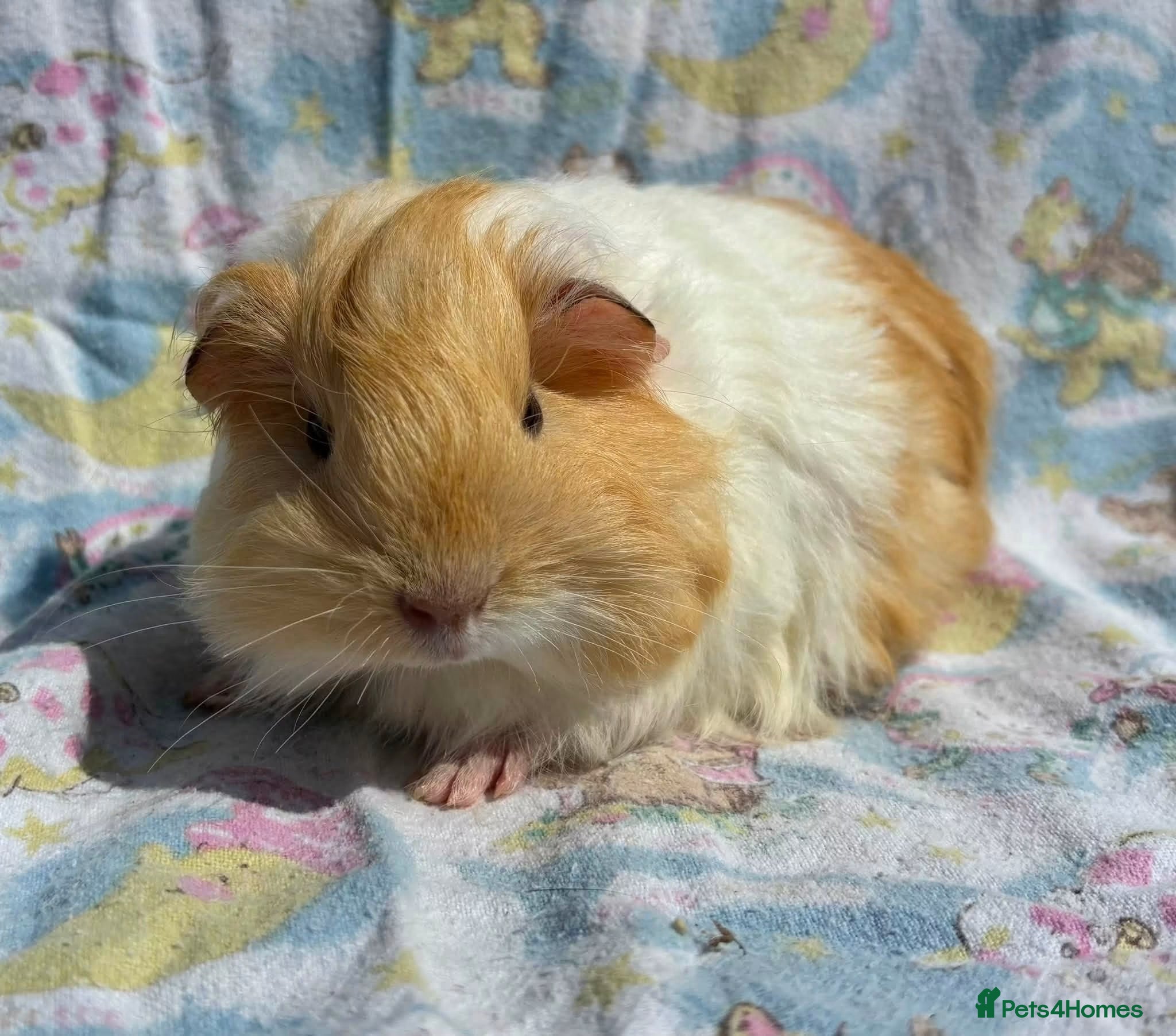 Guinea Pig rodents Gold & White Boar  - Advert 9