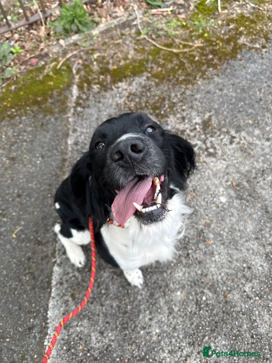English Springer Spaniel dogs for stud: 	Stunning Black & White Springer Spaniel for Stud  - Advert 2