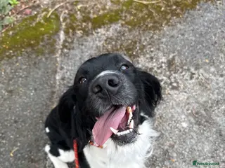 English Springer Spaniel dogs Stunning Black & White Springer Spaniel for Stud - Advert 14