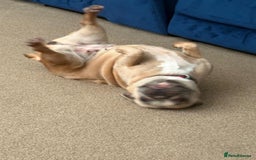 French Bulldog dogs for sale: Female french bulldog 3 years old  - Image 3