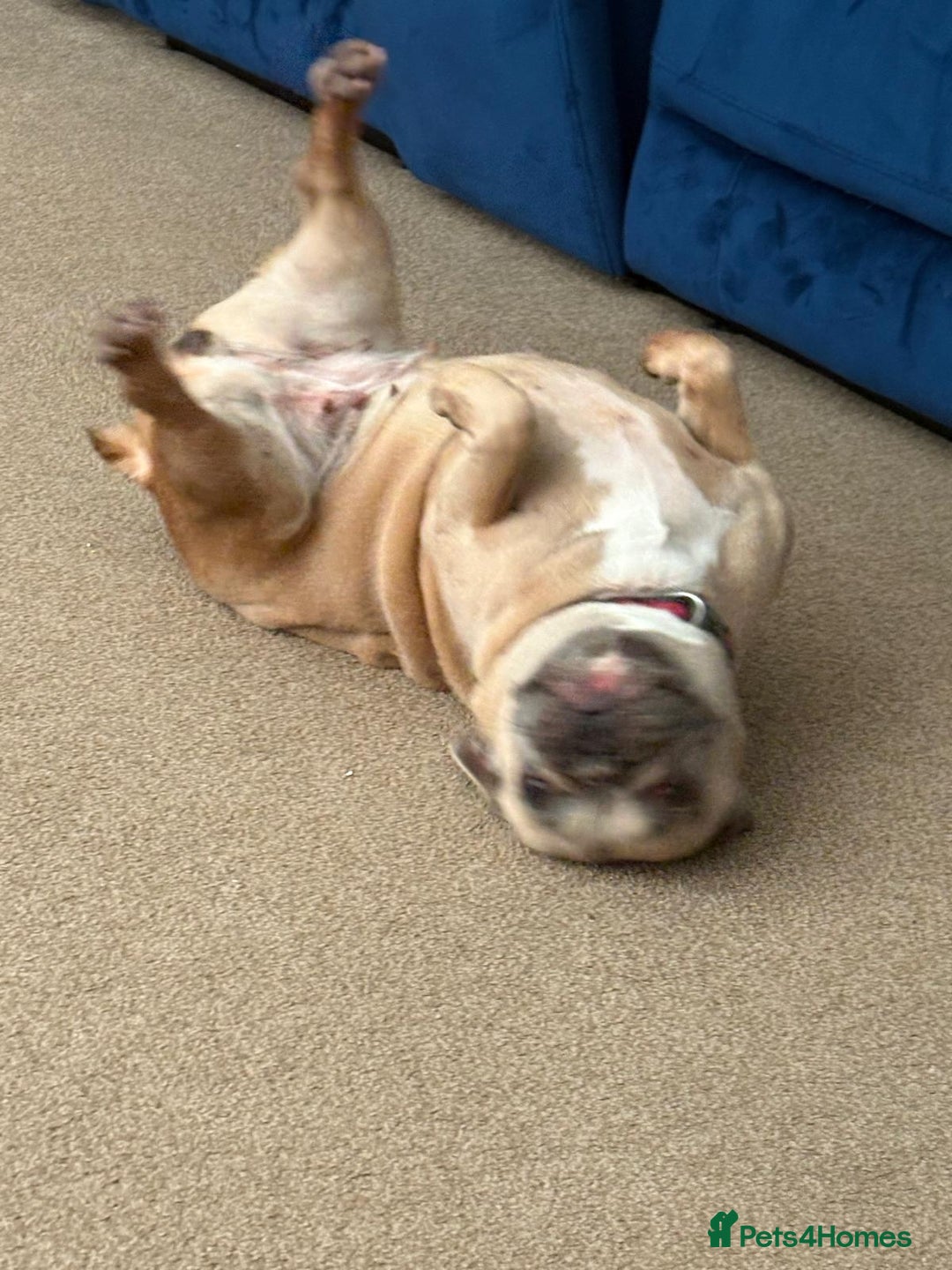 French Bulldog dogs for sale: Female french bulldog 3 years old  - Image 3
