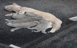 British Shorthair cats for sale: Festive Season Ready – GCCF BSH Kittens - Image 2