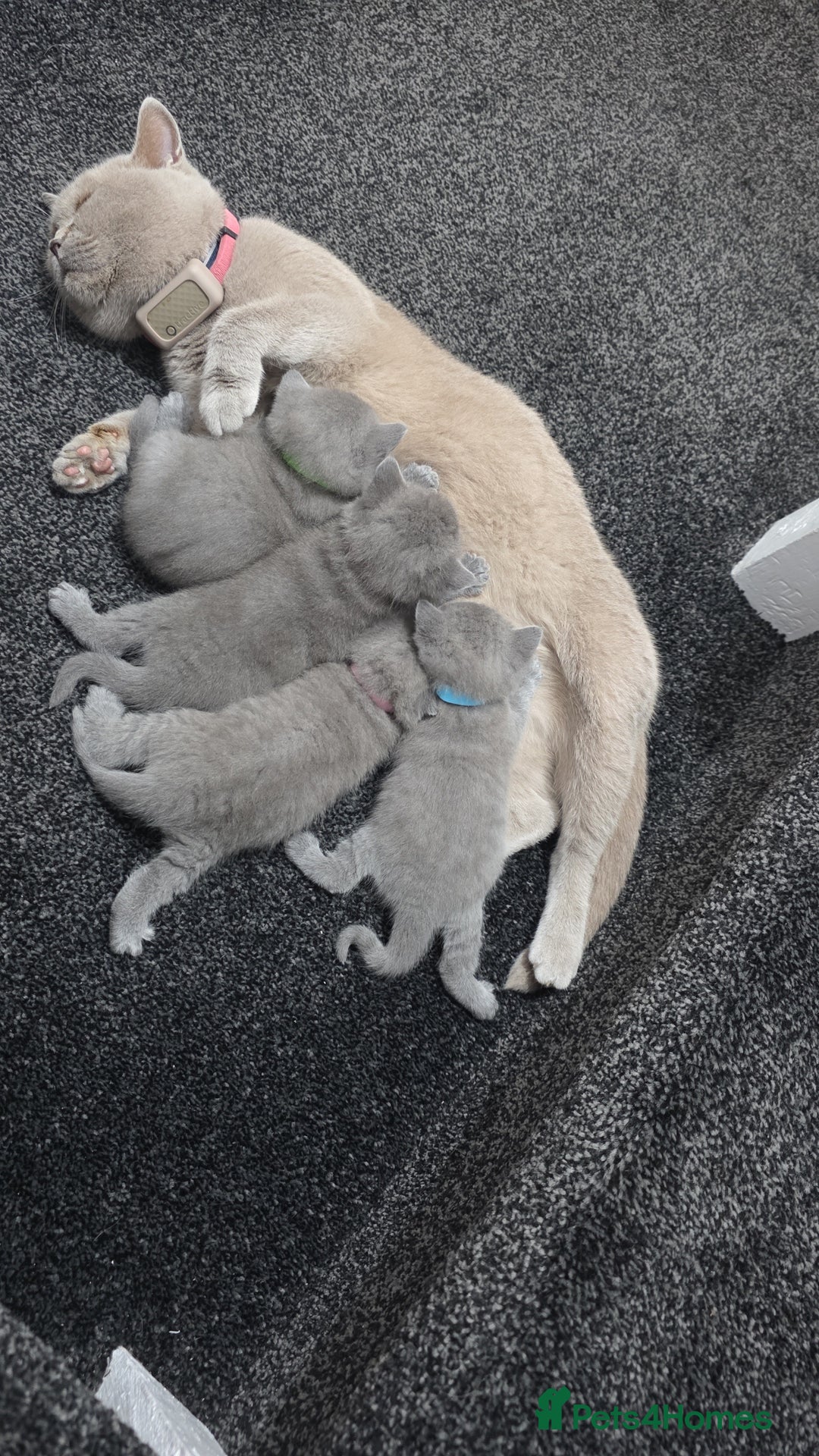 British Shorthair cats for sale: Festive Season Ready – GCCF BSH Kittens - Image 2