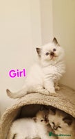 Ragdoll cats 🐾Last two Ragdolls.Ready 22nd December 🐾 - Advert 14