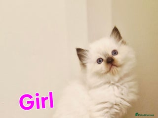 Ragdoll cats 🐾Last two Ragdolls.Ready 22nd December 🐾 - Advert 2