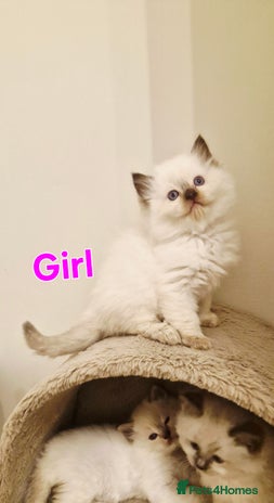Ragdoll cats 🐾Last two Ragdolls.Ready 22nd December 🐾 - Advert 14